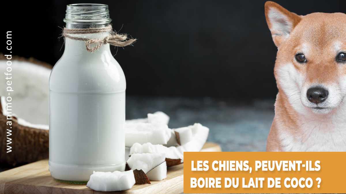 les-chiens-peuvent-ils-boire-du-lait-de-coco